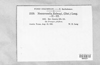 Image of Ravenelia holwayi